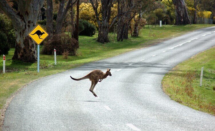 avoid hitting kangaroos in Australia