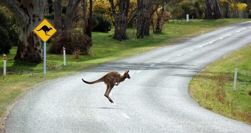 avoid hitting kangaroos in Australia